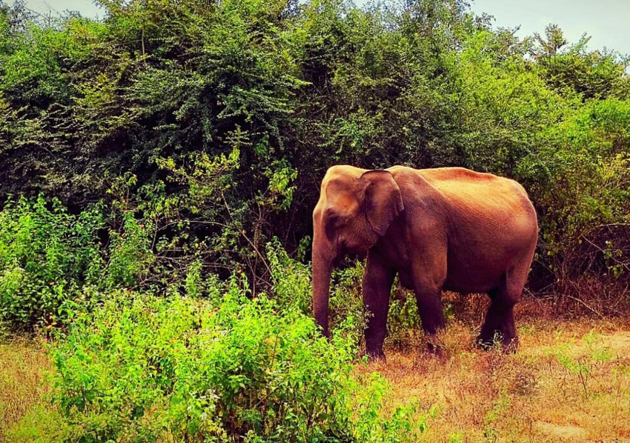 Elephant Paradise Safari Bungalow ウダワラウェ エクステリア 写真