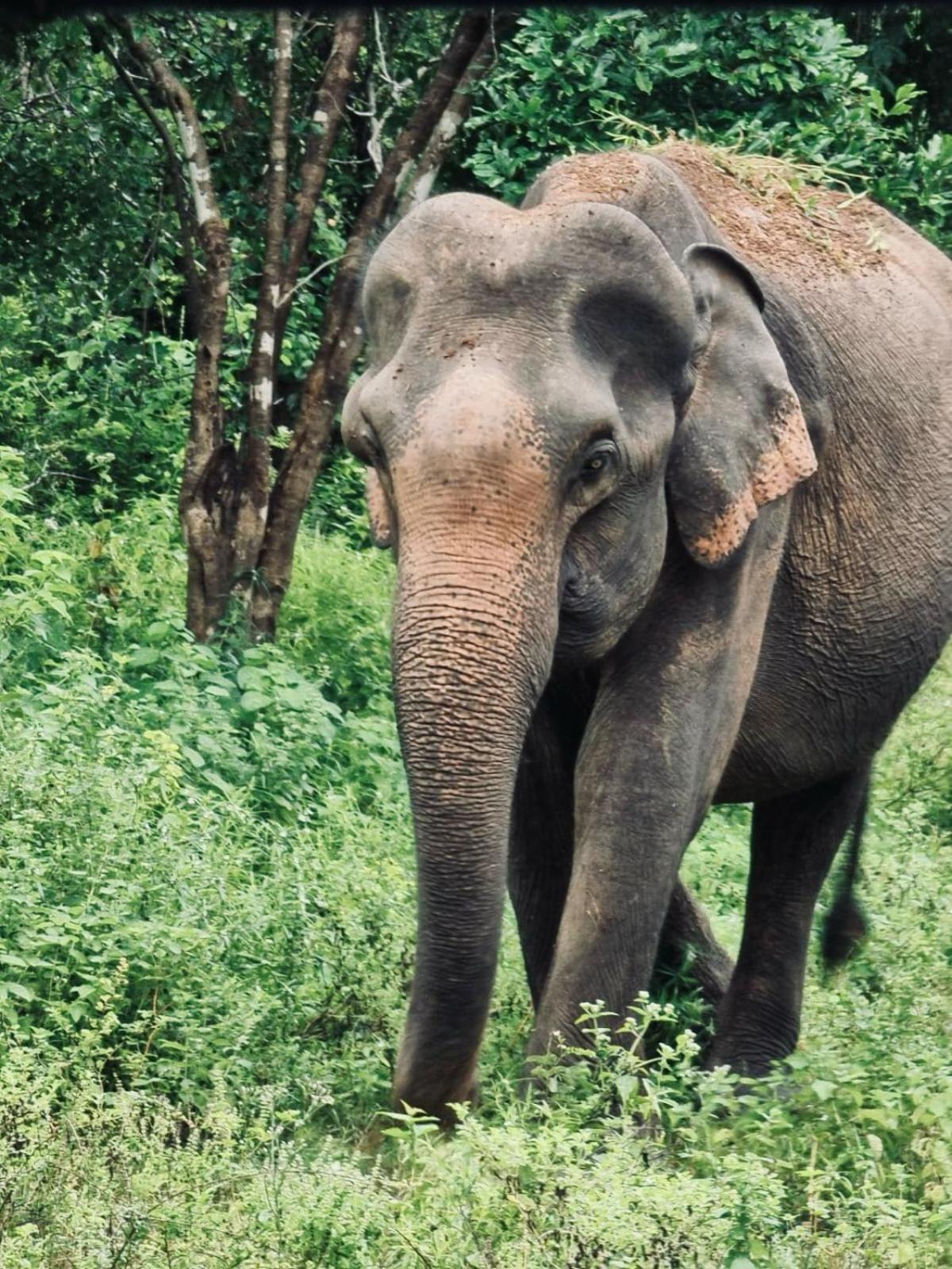 Elephant Paradise Safari Bungalow ウダワラウェ エクステリア 写真