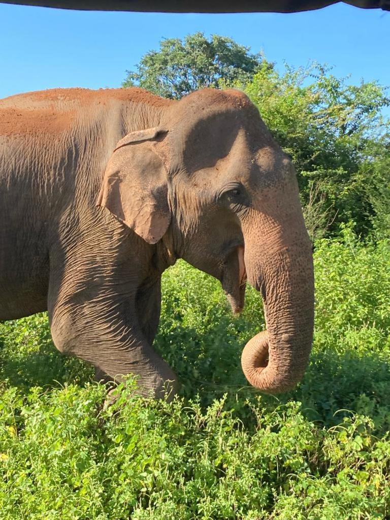 Elephant Paradise Safari Bungalow ウダワラウェ エクステリア 写真