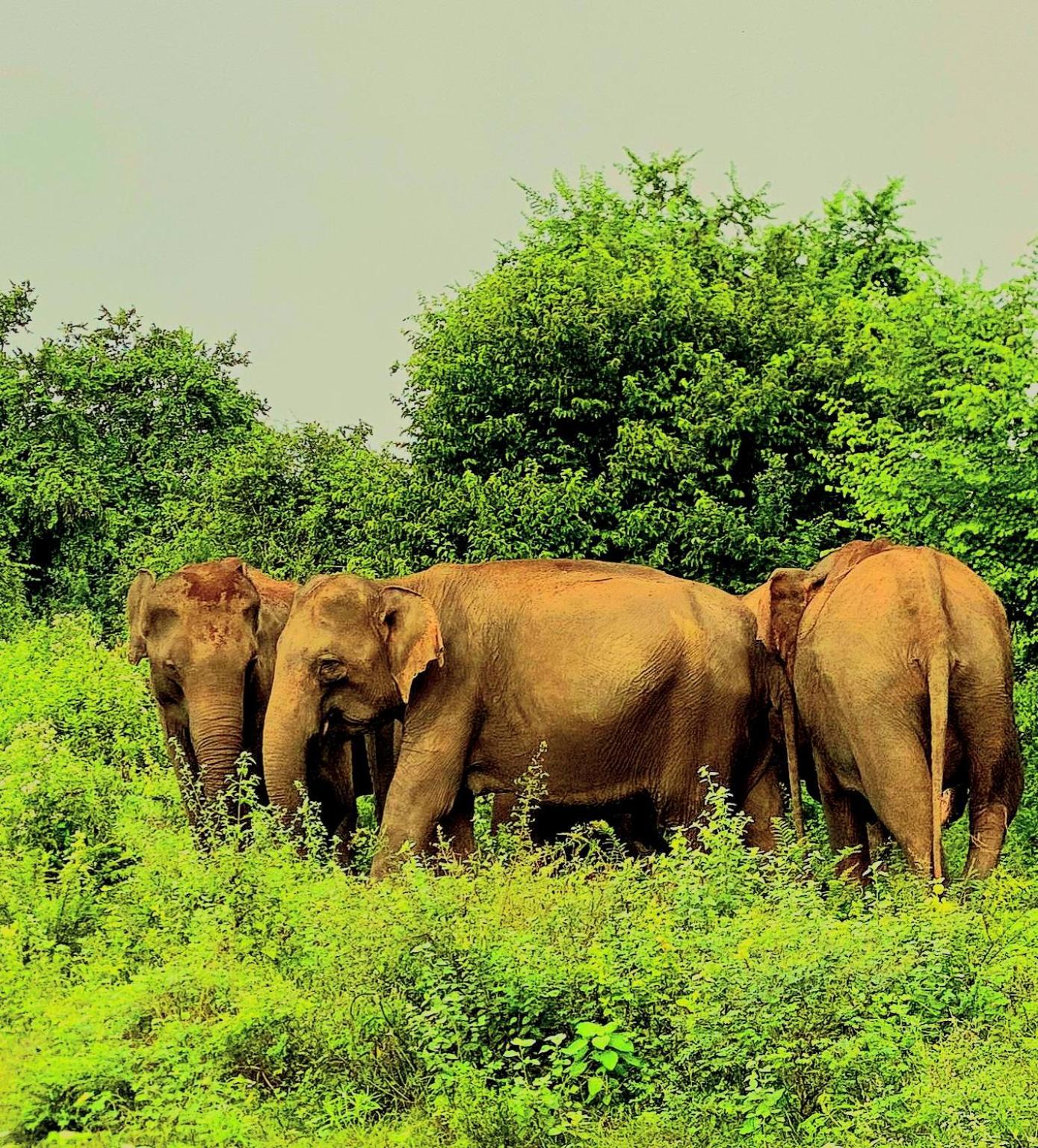 Elephant Paradise Safari Bungalow ウダワラウェ エクステリア 写真