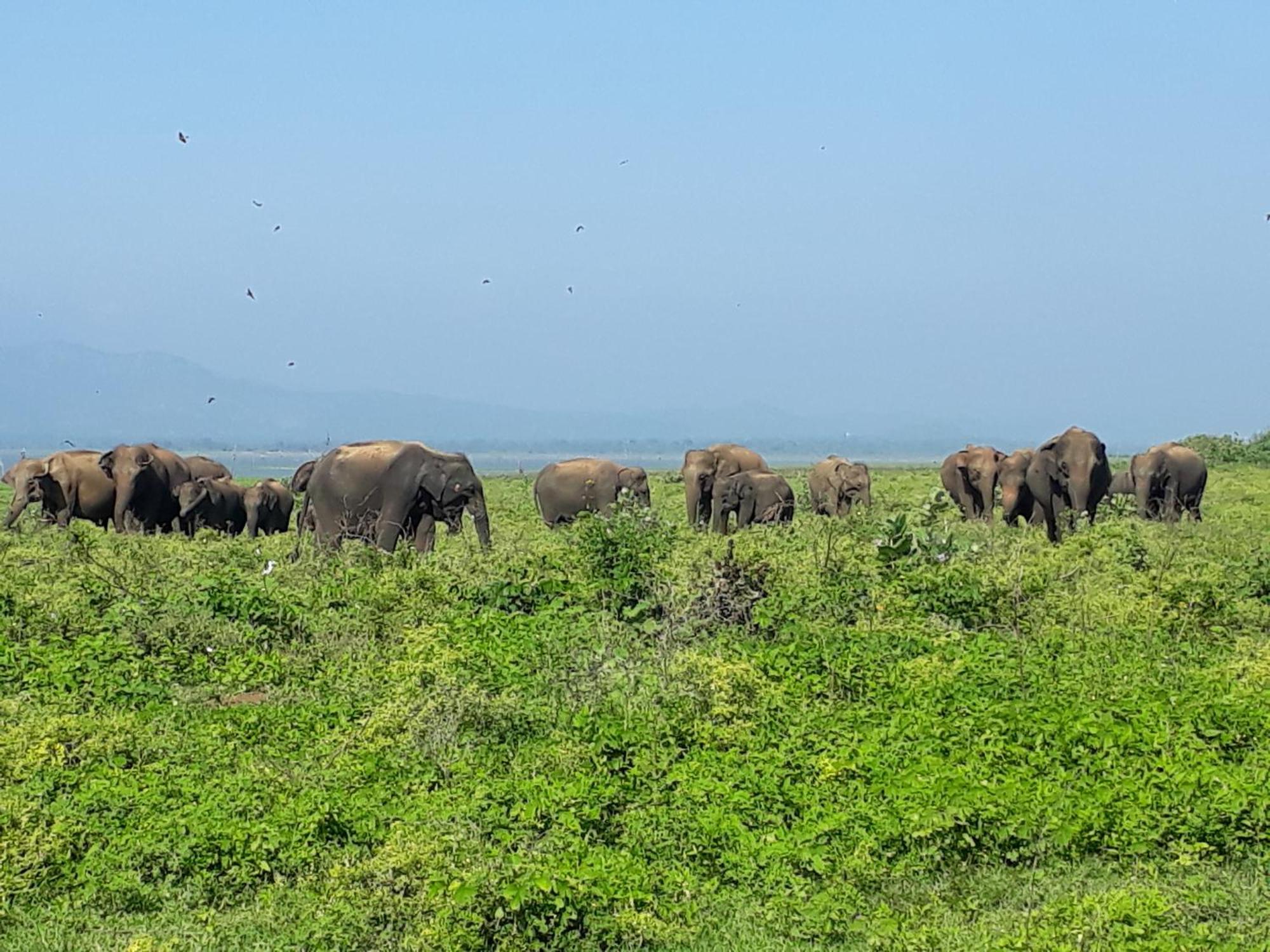 Elephant Paradise Safari Bungalow ウダワラウェ エクステリア 写真